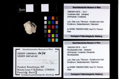 Foto (Objekt + Etikett) von Mundopsidae indet.  (NHMW-GEO-1990-0041-2678)
